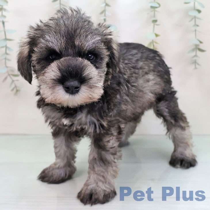 ミニチュア・シュナウザーの写真2