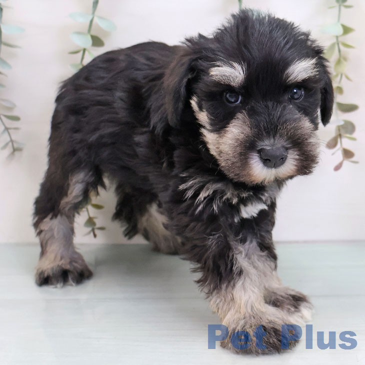 ミニチュア・シュナウザーの写真2