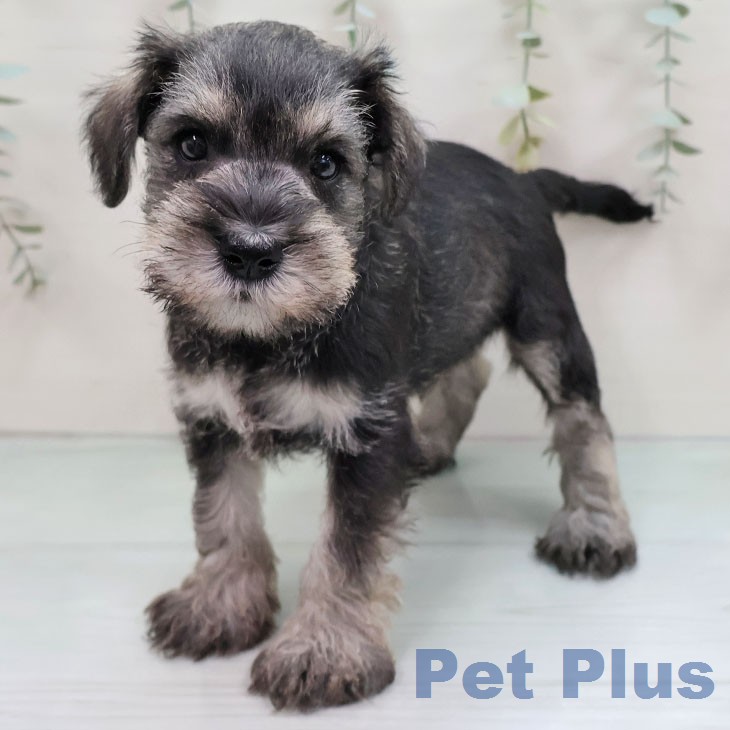 ミニチュア・シュナウザー