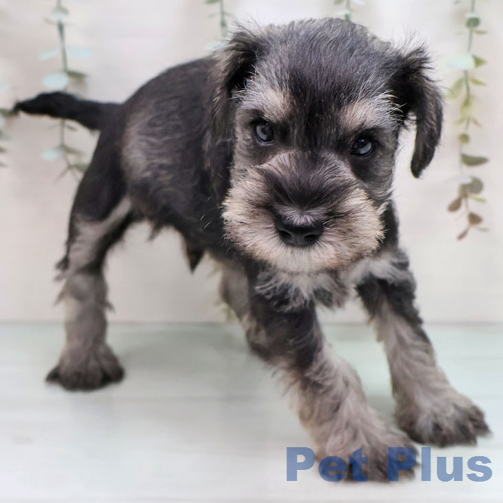 ミニチュア・シュナウザーの写真2