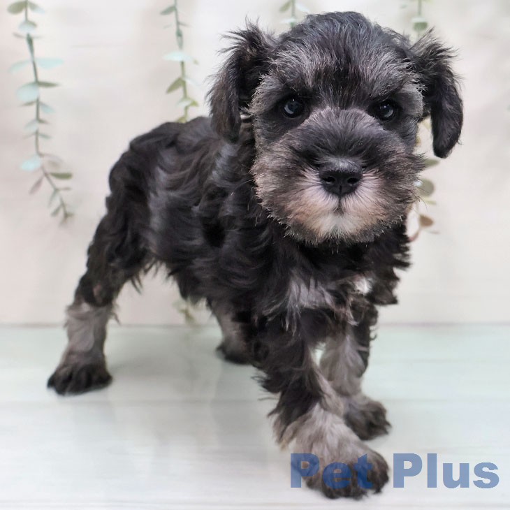 ミニチュア・シュナウザー