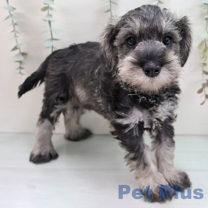 ミニチュア・シュナウザー