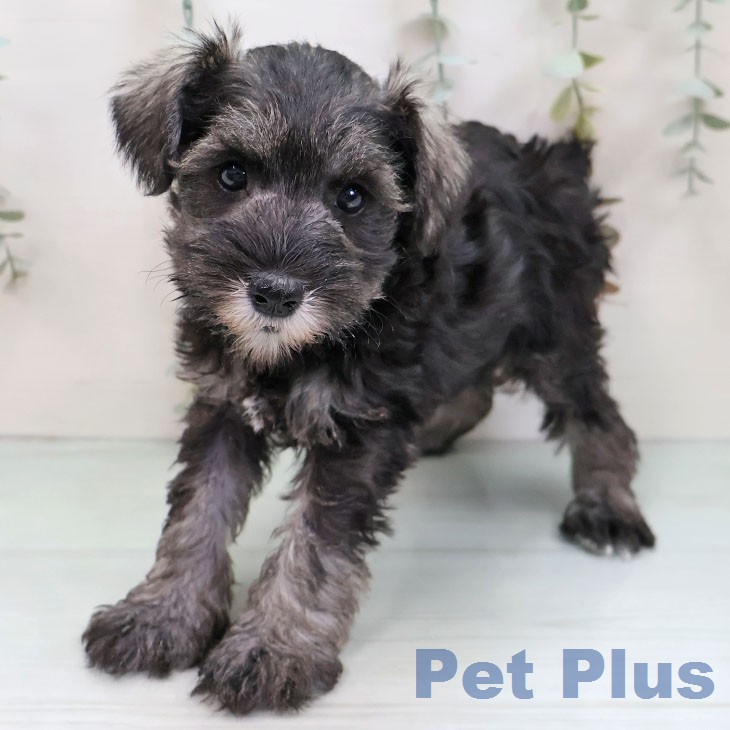 ミニチュア・シュナウザーの写真2