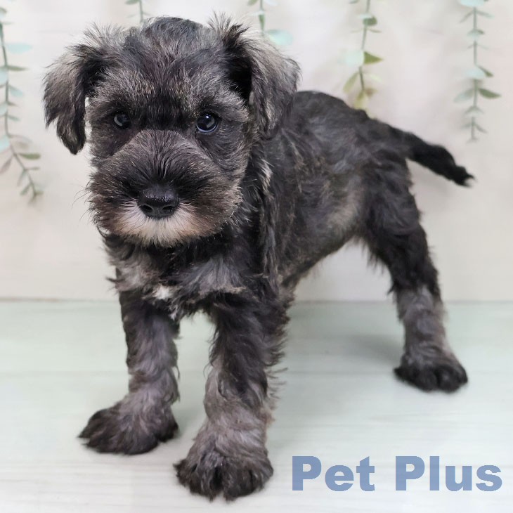 ミニチュア・シュナウザーの写真2