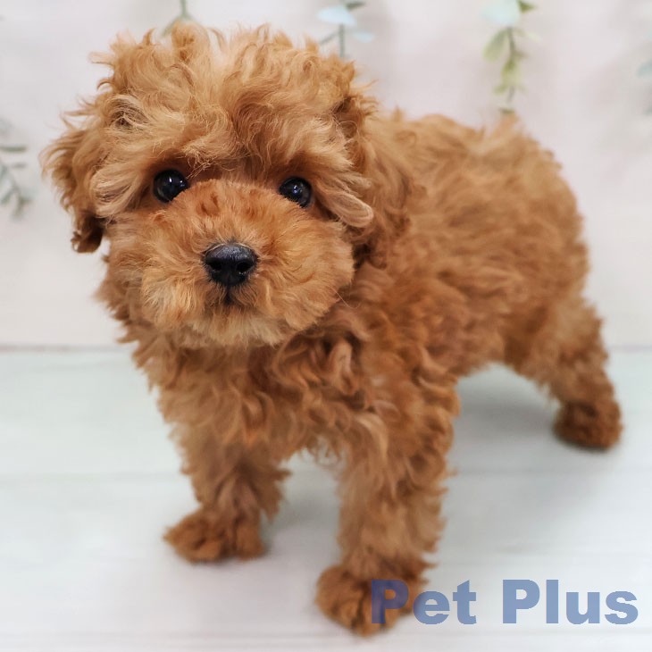 トイ・プードル