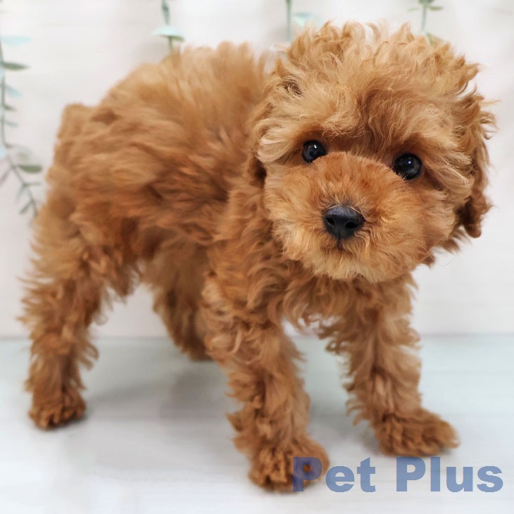 トイ・プードルの写真2