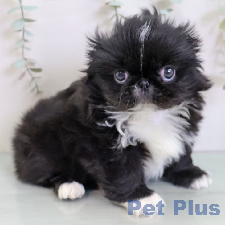 ペキニーズの写真2