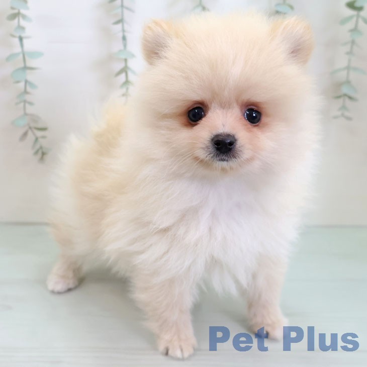 ポメラニアンの写真2