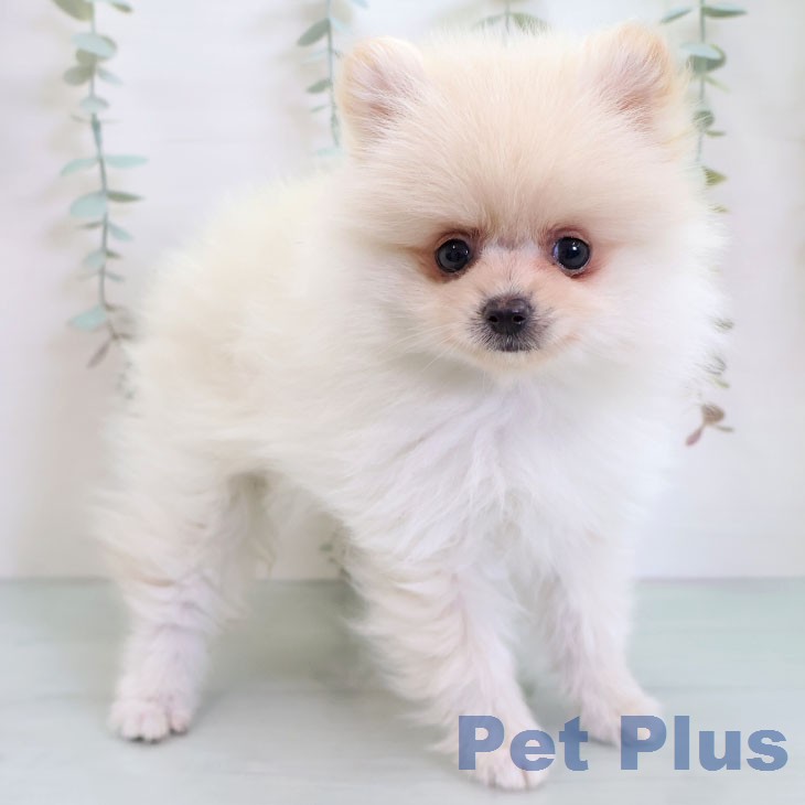 ポメラニアンの写真2