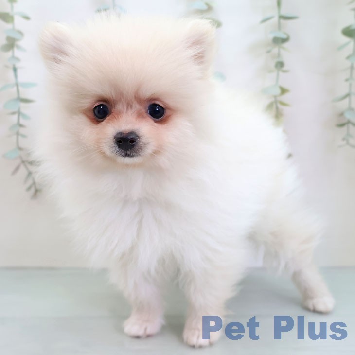 ポメラニアンの写真2