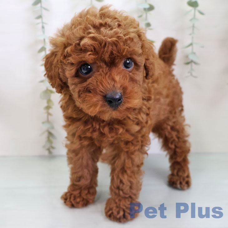 トイ・プードル