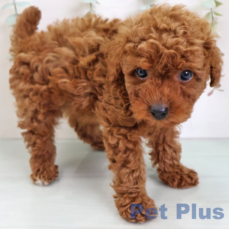 トイ・プードルの写真2