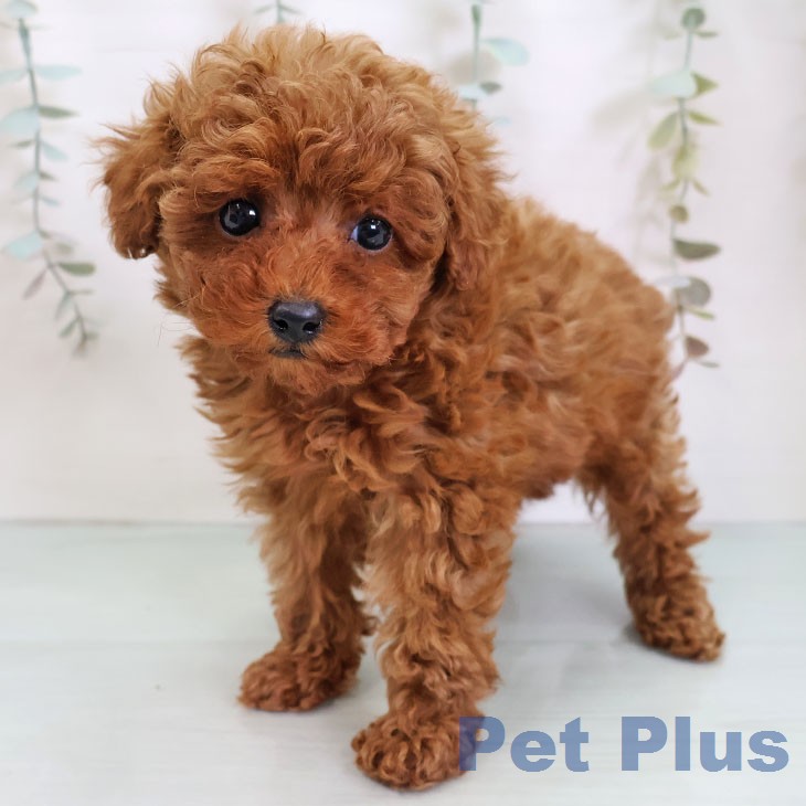 トイ・プードルの写真2