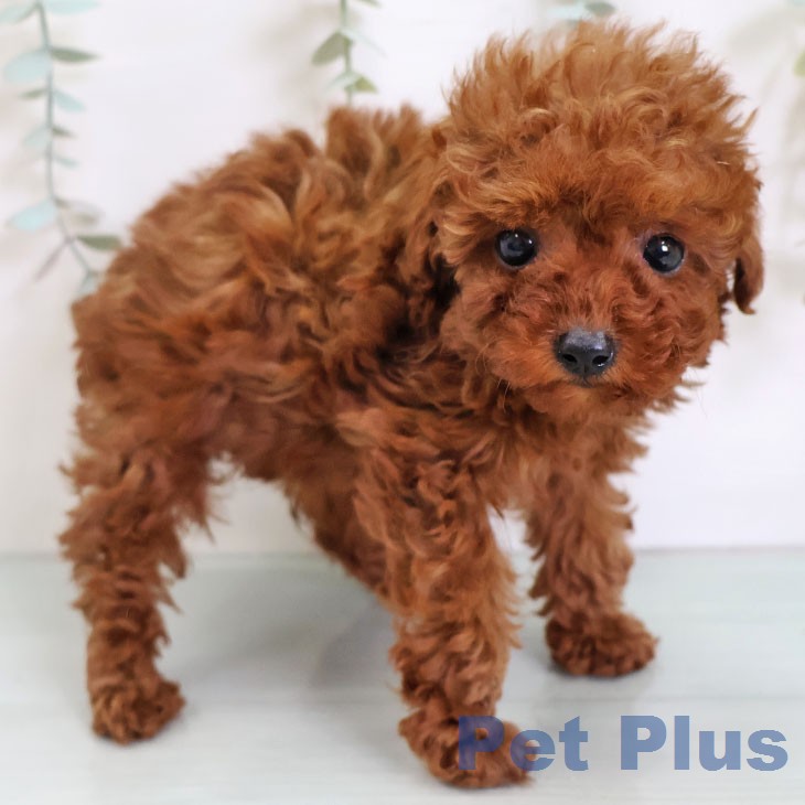 トイ・プードル