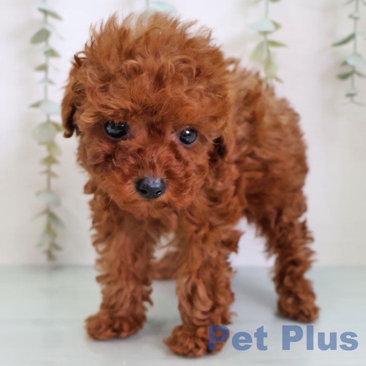 トイ・プードルの写真2