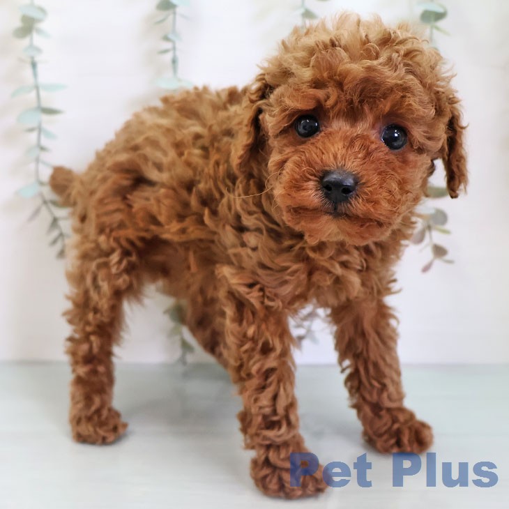 トイ・プードル