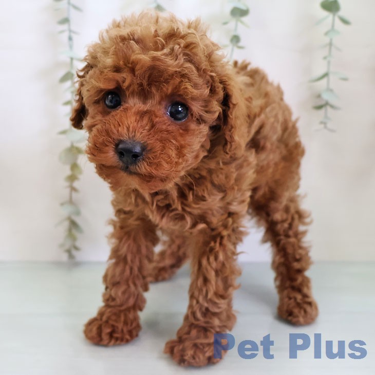 トイ・プードルの写真2