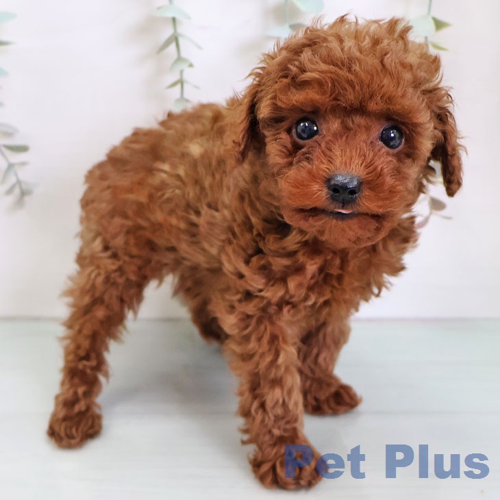 トイ・プードル