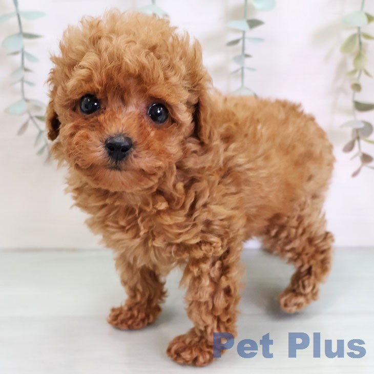 トイ・プードル