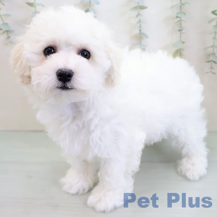 ビション・フリーゼ