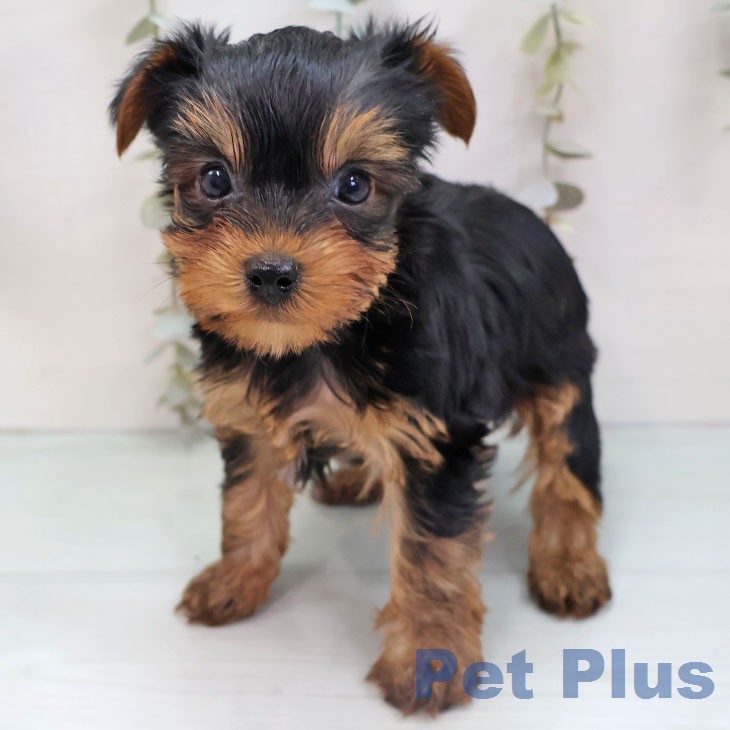 ヨークシャー・テリア