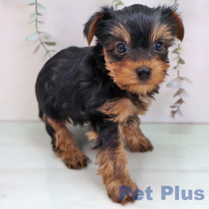 ヨークシャー・テリアの写真2