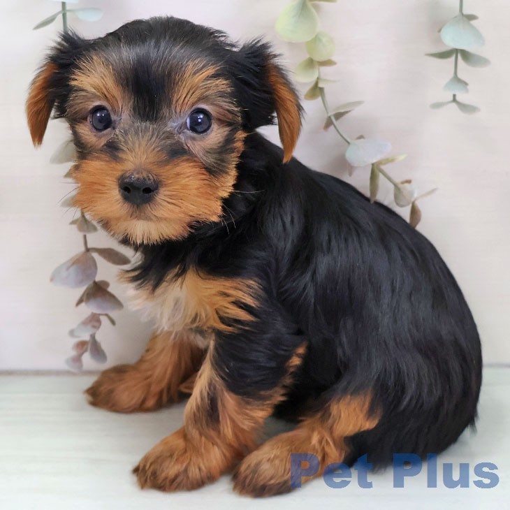 ヨークシャー・テリア