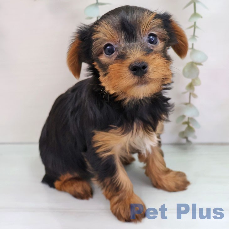 ヨークシャー・テリアの写真2