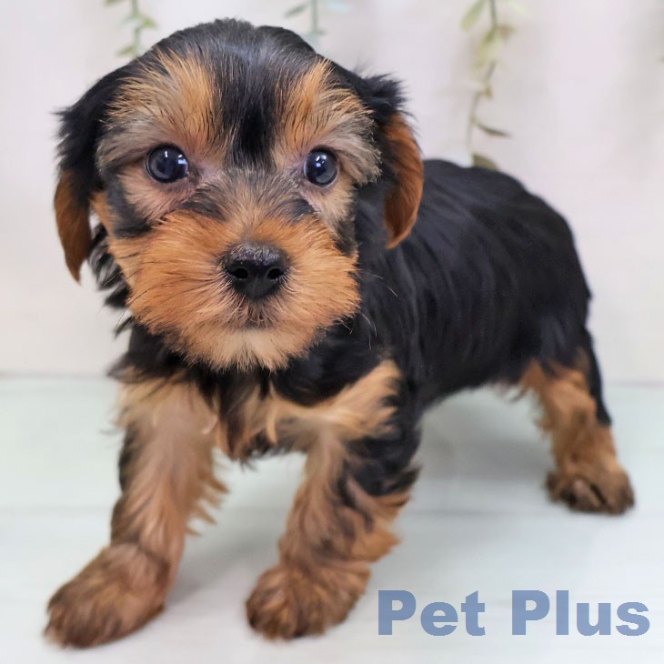 ヨークシャー・テリア