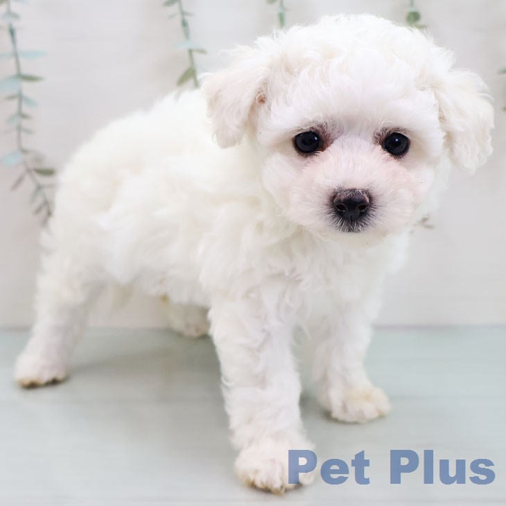 ビション・フリーゼ