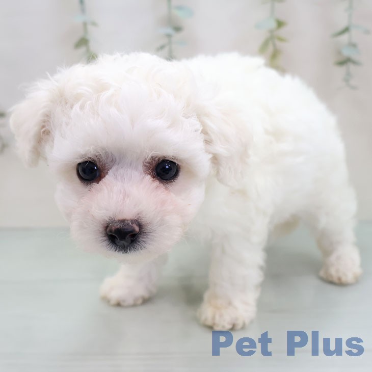 ビション・フリーゼの写真2