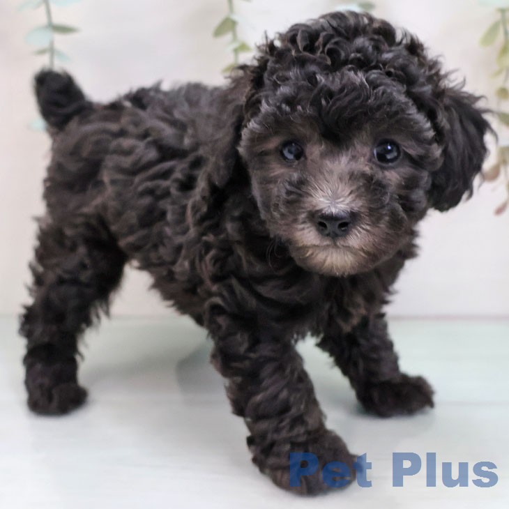 トイ・プードル