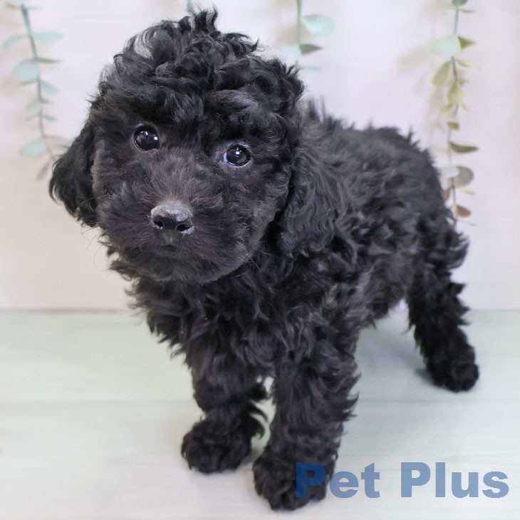 トイ・プードル