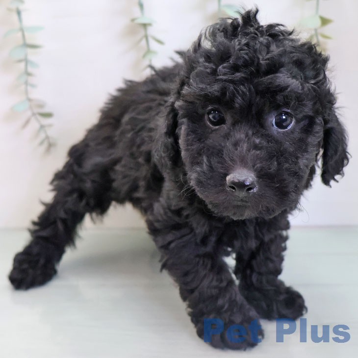 トイ・プードルの写真2