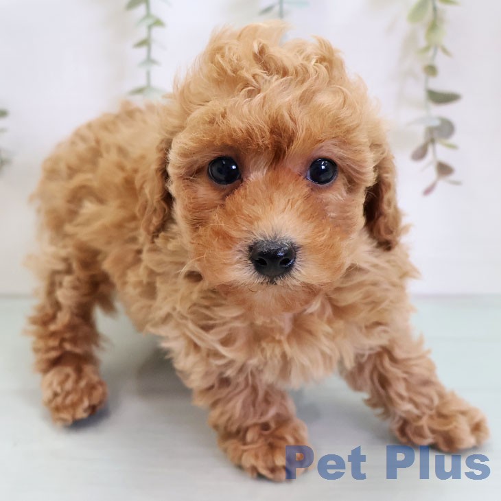 トイ・プードルの写真2