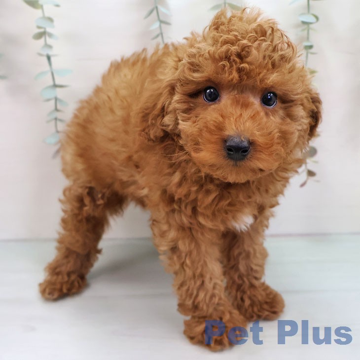 トイ・プードル