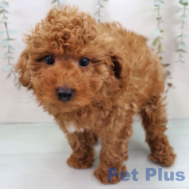 トイ・プードル