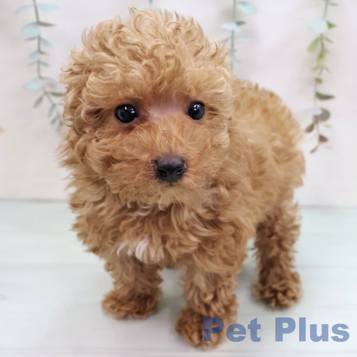 トイ・プードル