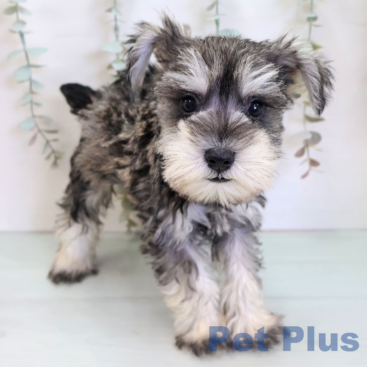 ミニチュア・シュナウザー