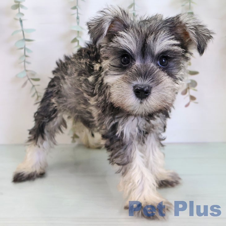 ミニチュア・シュナウザー