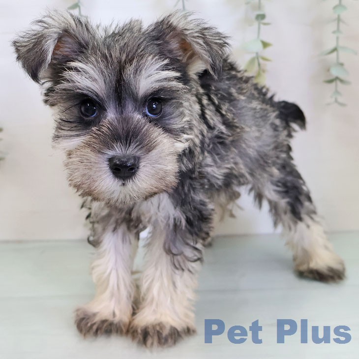 ミニチュア・シュナウザーの写真2