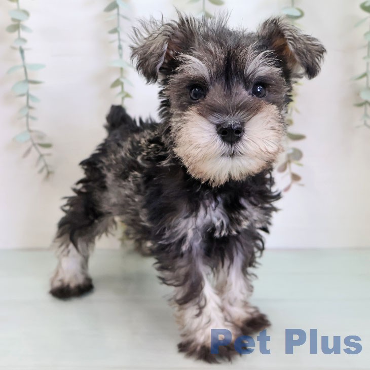 ミニチュア・シュナウザー