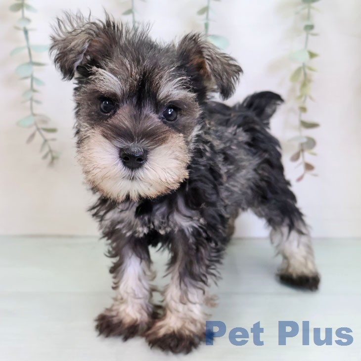 ミニチュア・シュナウザーの写真2