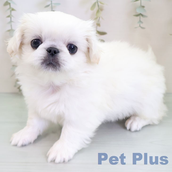 ペキニーズの写真2