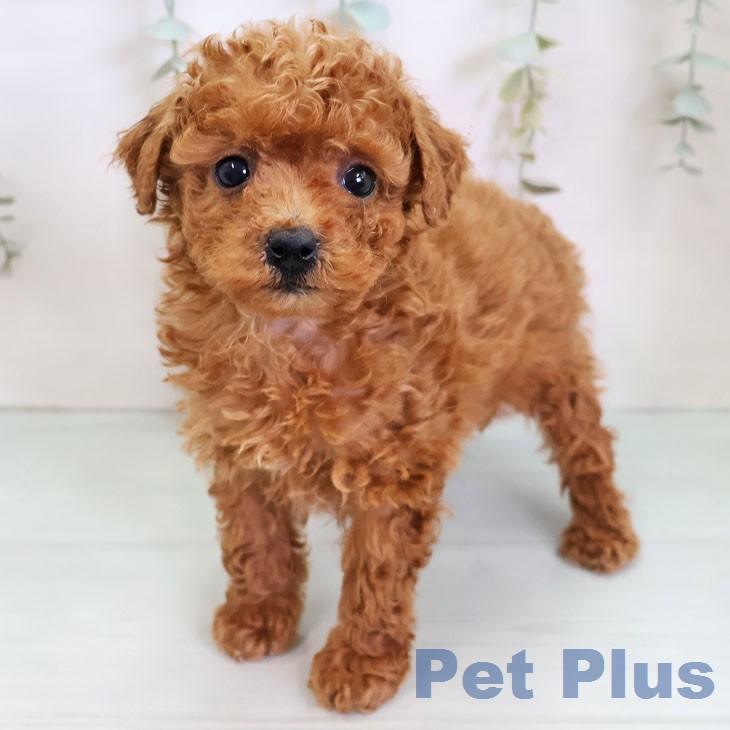 トイ・プードル