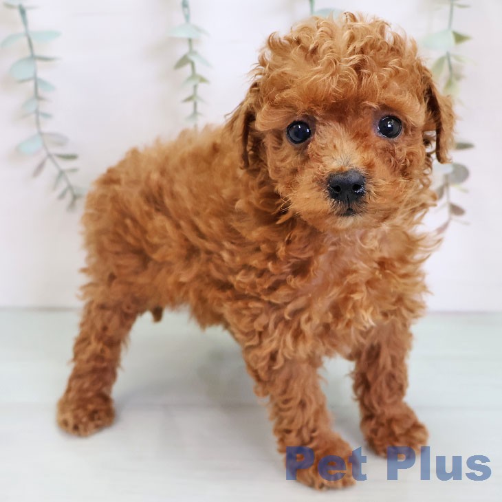 トイ・プードルの写真2