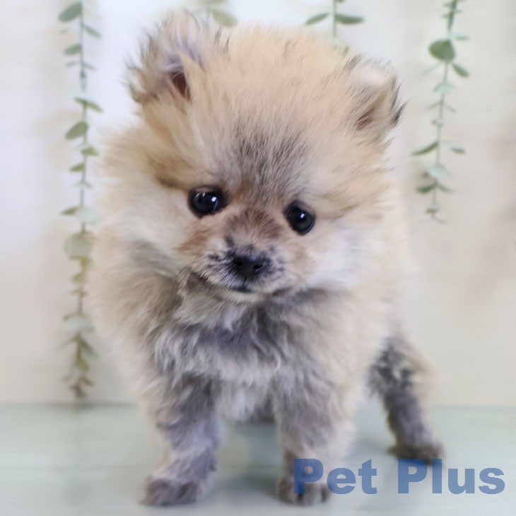 ポメラニアンの写真2