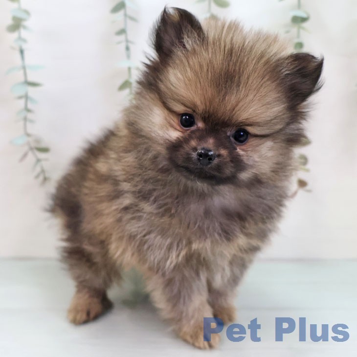 ポメラニアンの写真2