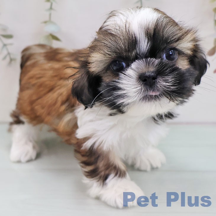 シー・ズーの写真2