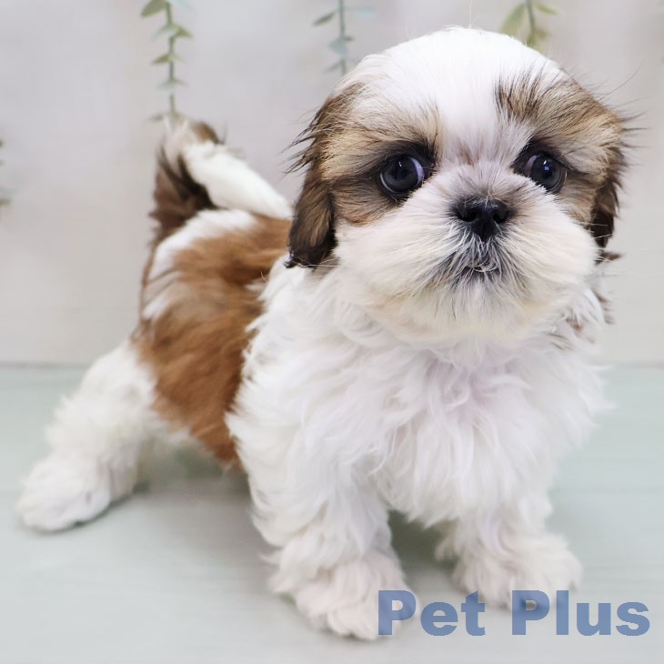 シー・ズーの写真2